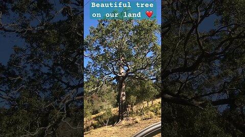 Beautiful tree on our property ❤️ #australia