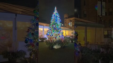 baby christmas tree in Detroit