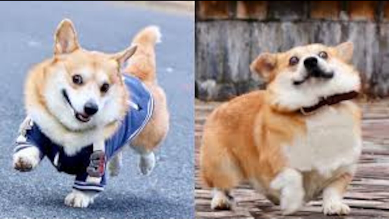 Corgi Are The Best - CUTEST Compilation