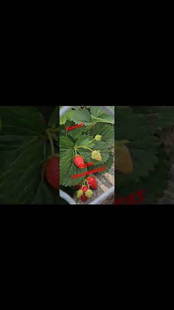 yumm strawberries #shortsvideo #organic #strawberries #tips #socialmedia @TalkwithSally