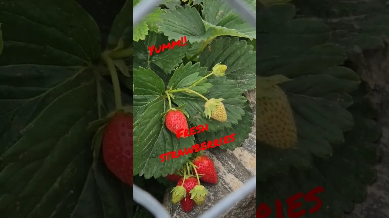 yumm strawberries #shortsvideo #organic #strawberries #tips #socialmedia @TalkwithSally