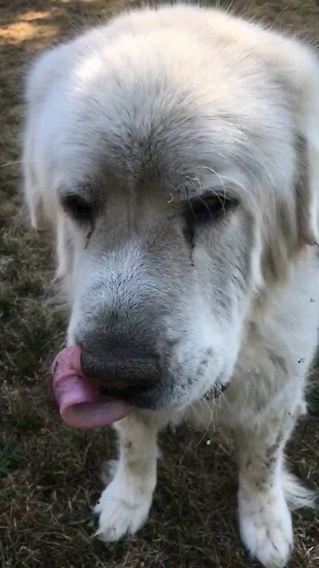 My Great Pyrenees