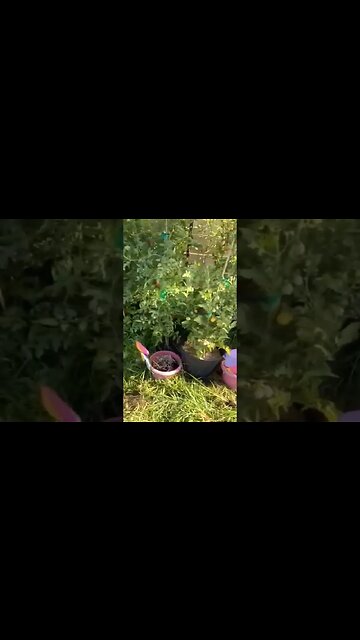 Taming the Garden Bed GONE WILD #gardening #backyardgardening #containergardening