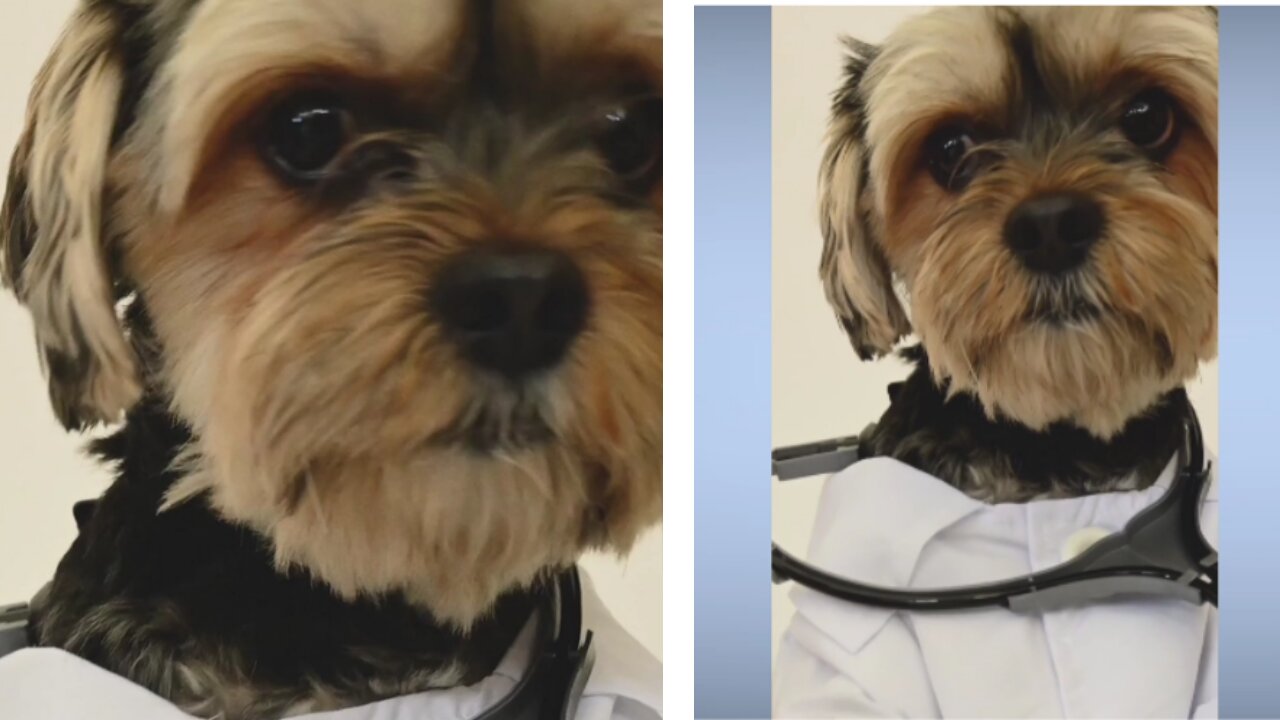 Must funny dogs doctors videos