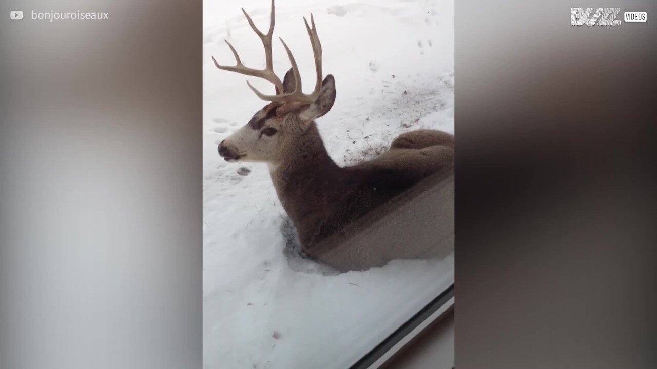 Veado descansa à porta de casa no Canadá