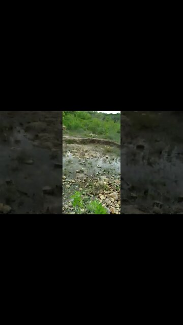 Olha isso aqui tiramos a matéria prima #shorts