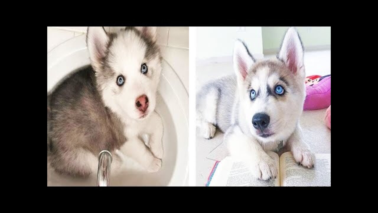 Funny And Cute Husky Puppies Compilation #1