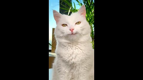 latest very funny video cat 2024