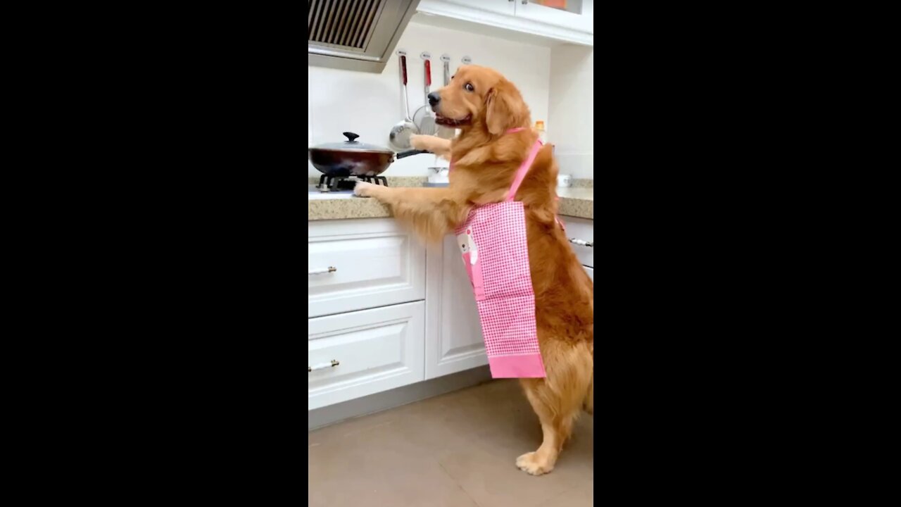 The dog knows that the owner is working overtime and brings him dinner.