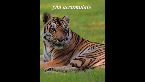 The measure of our lives~Jasmine tiger #bigcatrescue #reels #cats #quotes #inspiration #tiger