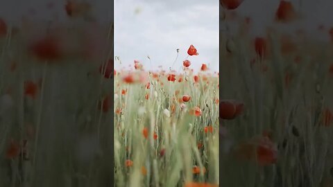 Raro são os seres vivos que conhecem o amor e a verdade | Deus e Jesus #reflexão #fé #amor