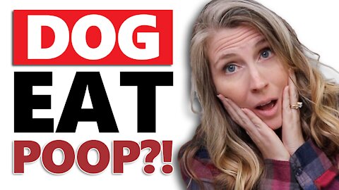 Does Your Dog Eat Poop?! | The Pet Parenting Reset, episode 19