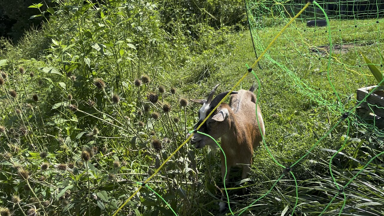 Greener Pastures 🐐Chamberlin Family Farms #goats #nativegrasses #farming #homesteading