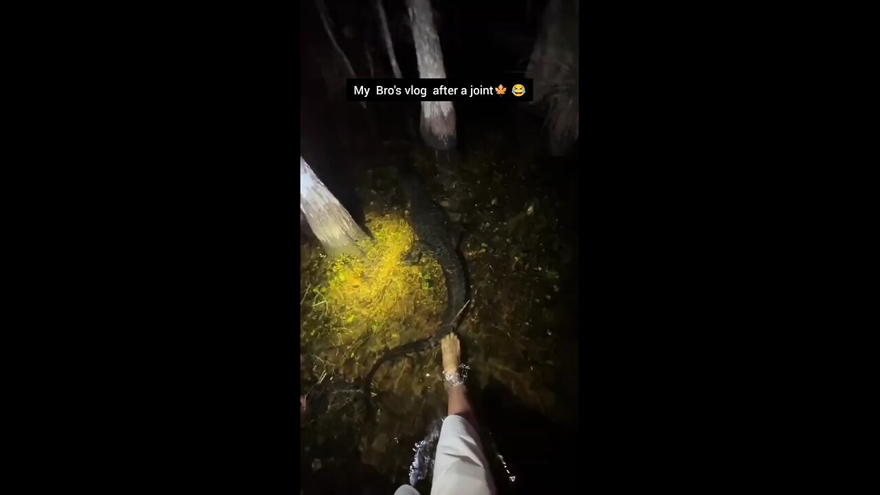 watchfully..🐾 #joint #weed #animal #vlog #forest