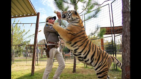 Prank!! Dog Still AFRAID of Fake Tiger.