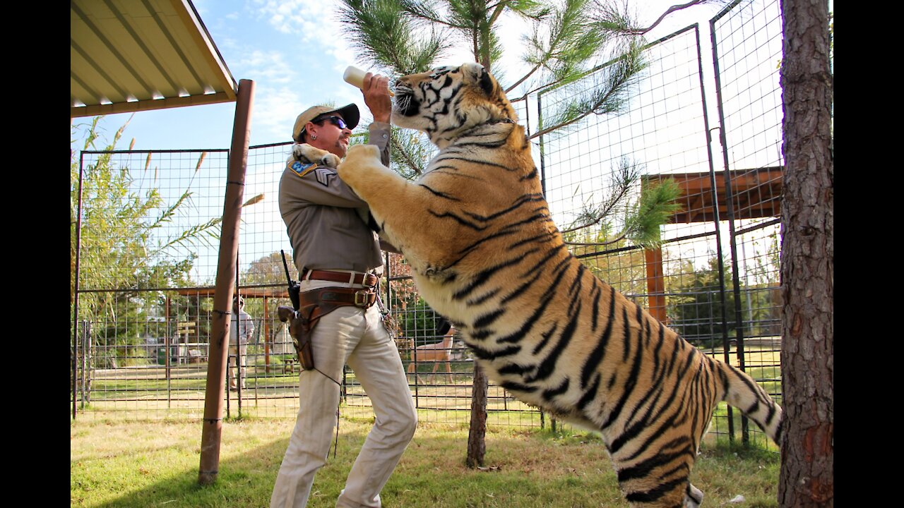 Prank!! Dog Still AFRAID of Fake Tiger.