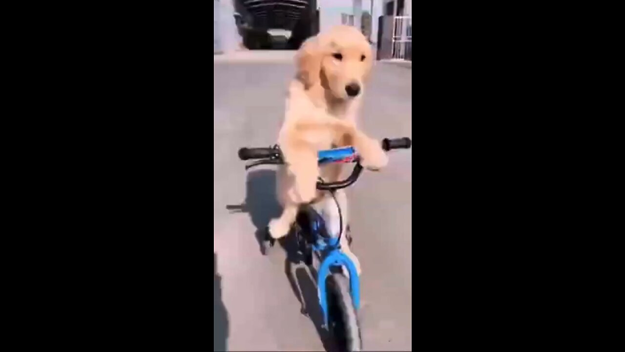 Genius Dog Learns To Ride a Bike