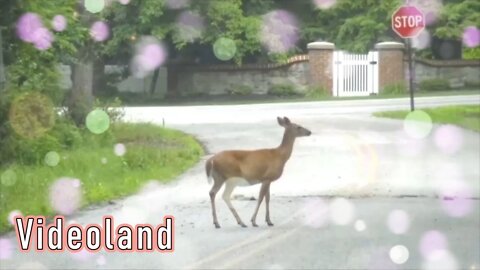 The Story of an Orphan Fawn --- Mini-Documentary ---