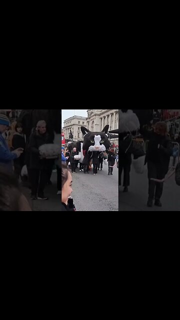 Cat and mouse new years day parade #horseguardsparade