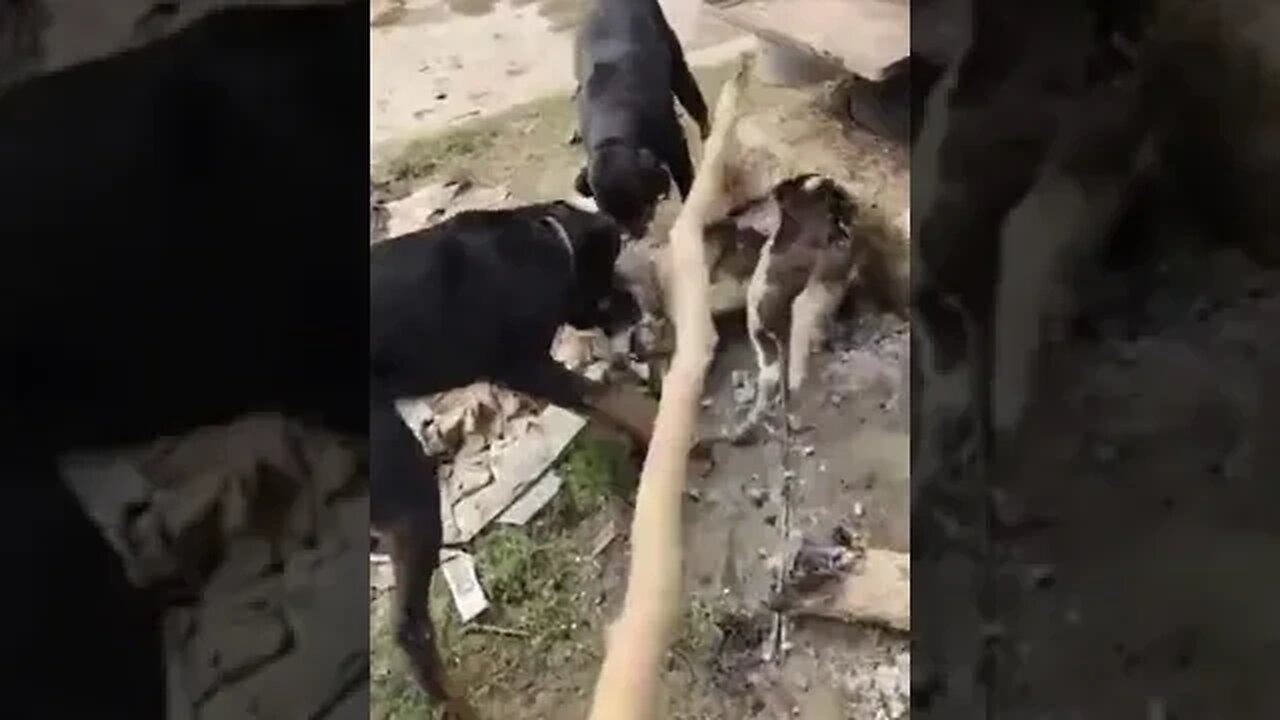 Crazy Dogs Fighting *- Poor Dogs Fighting #dogfights #poordogs #animalfightandkids #wildanimals