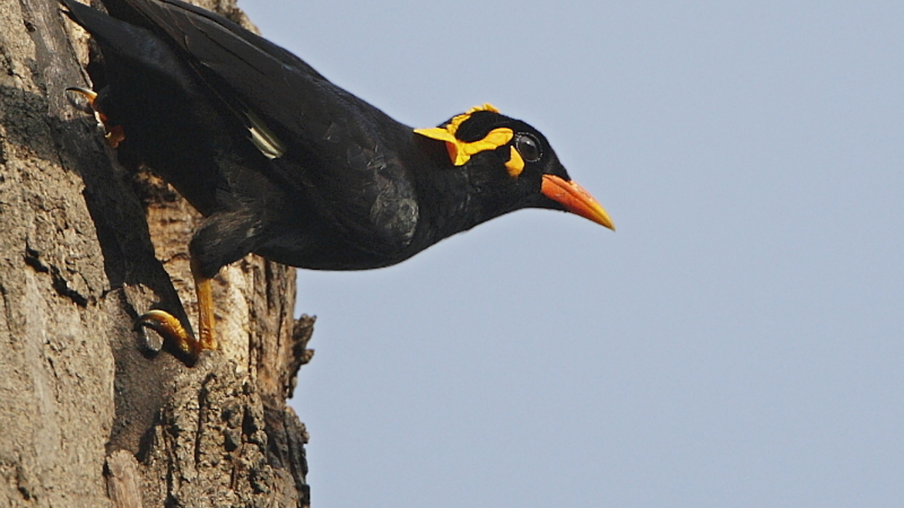 AMAZING Talking Mynah Bird, She want to Say Something?!!