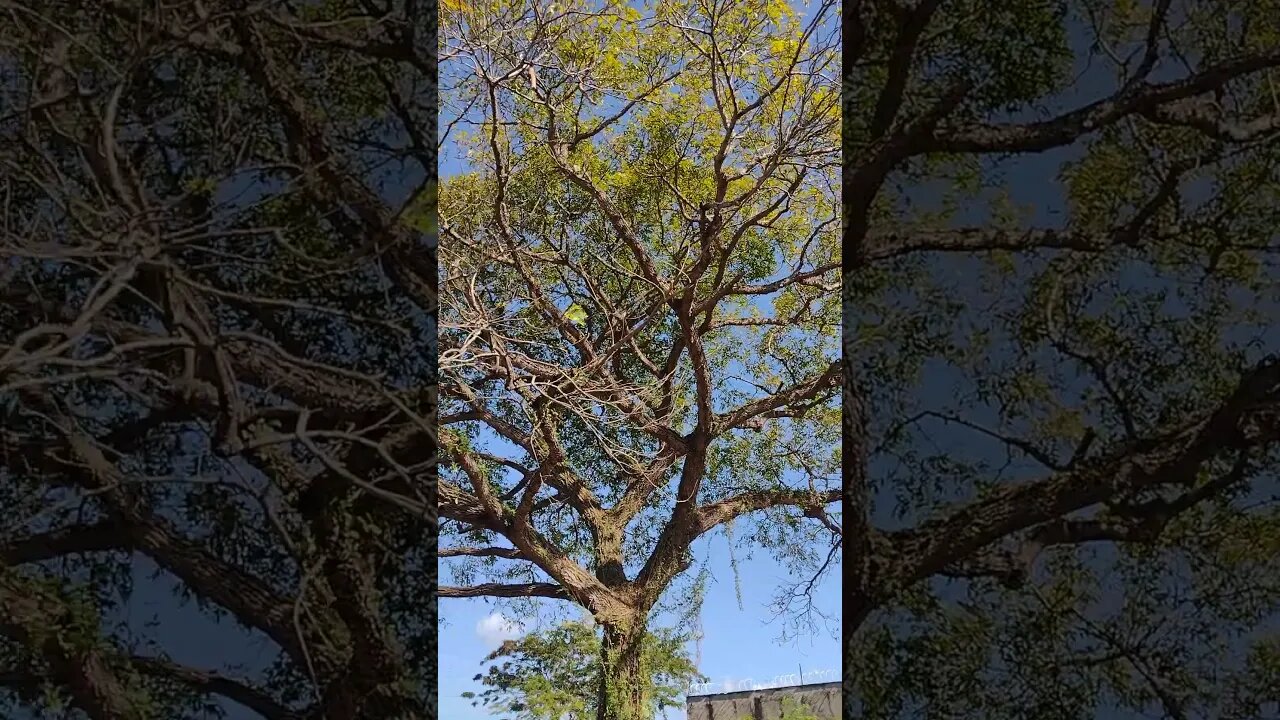 Você viu na árvore?
