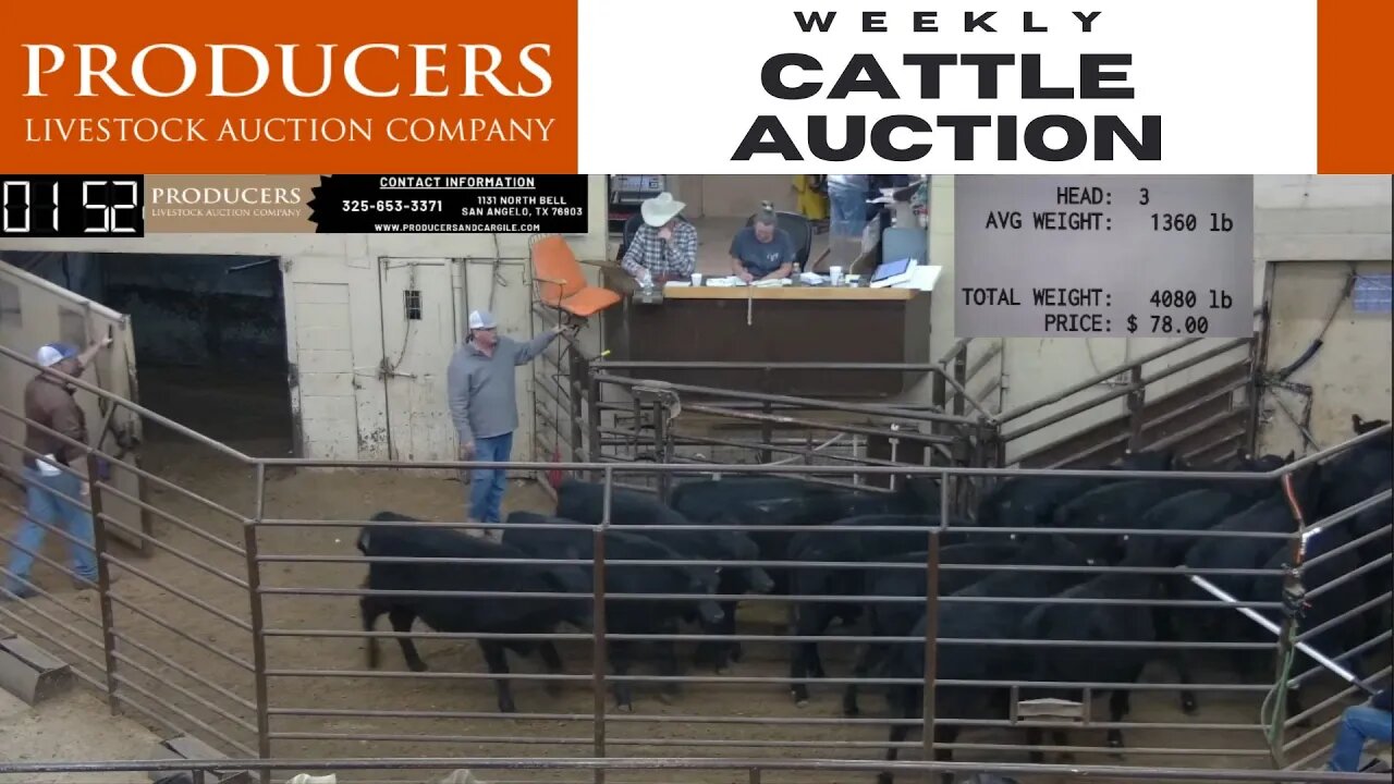 1/26/2022 - Producers Livestock Auction Company Cattle Auction