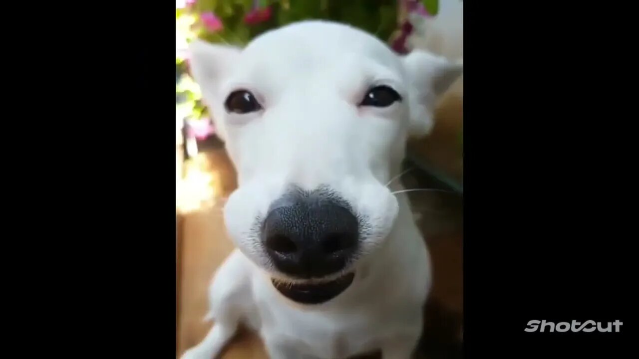 You Made It Through Monday! Smile With Some Sweet, Adorable, Funny, Derpy Animals!!!