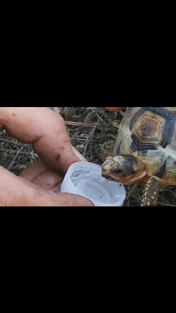 Firefighters give turtle drink of water during Cape Town fire