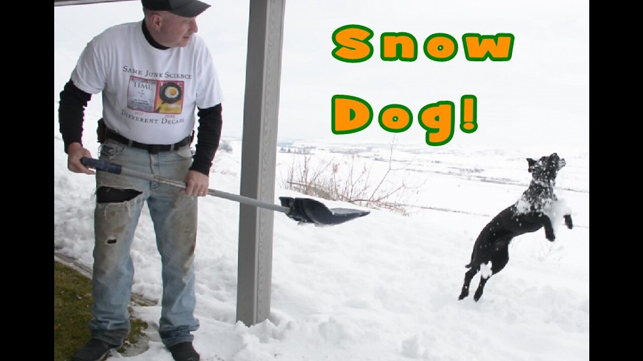 Jumping Snow Dog Snow Day by Wapp Howdy