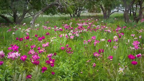 La Resolana, treasured Pueblo family farm, needs community’s help to continue growing their peonies