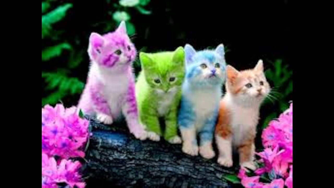 Cute Kittens Meowing