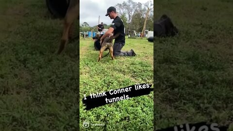 German shepherd puppy doing tunnel drills