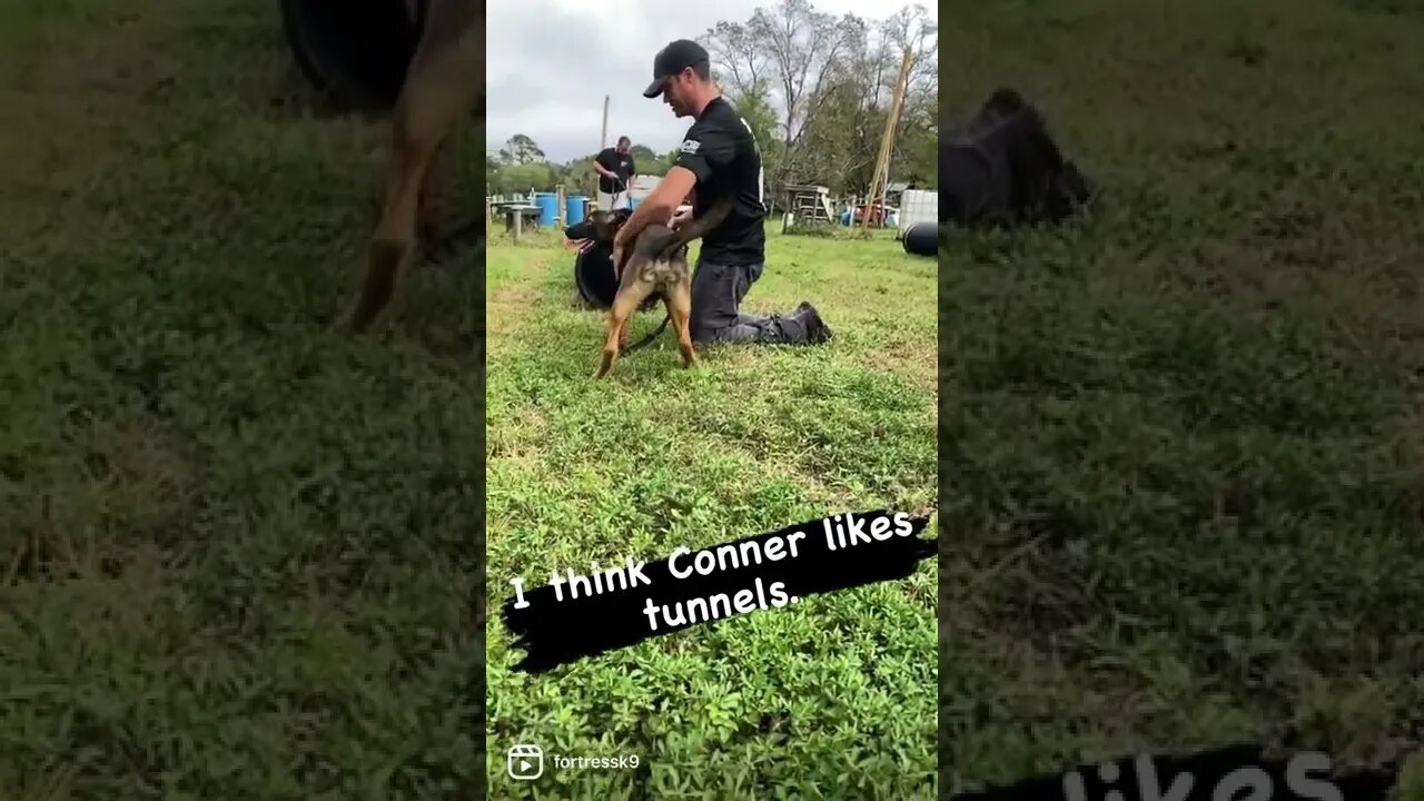 German shepherd puppy doing tunnel drills