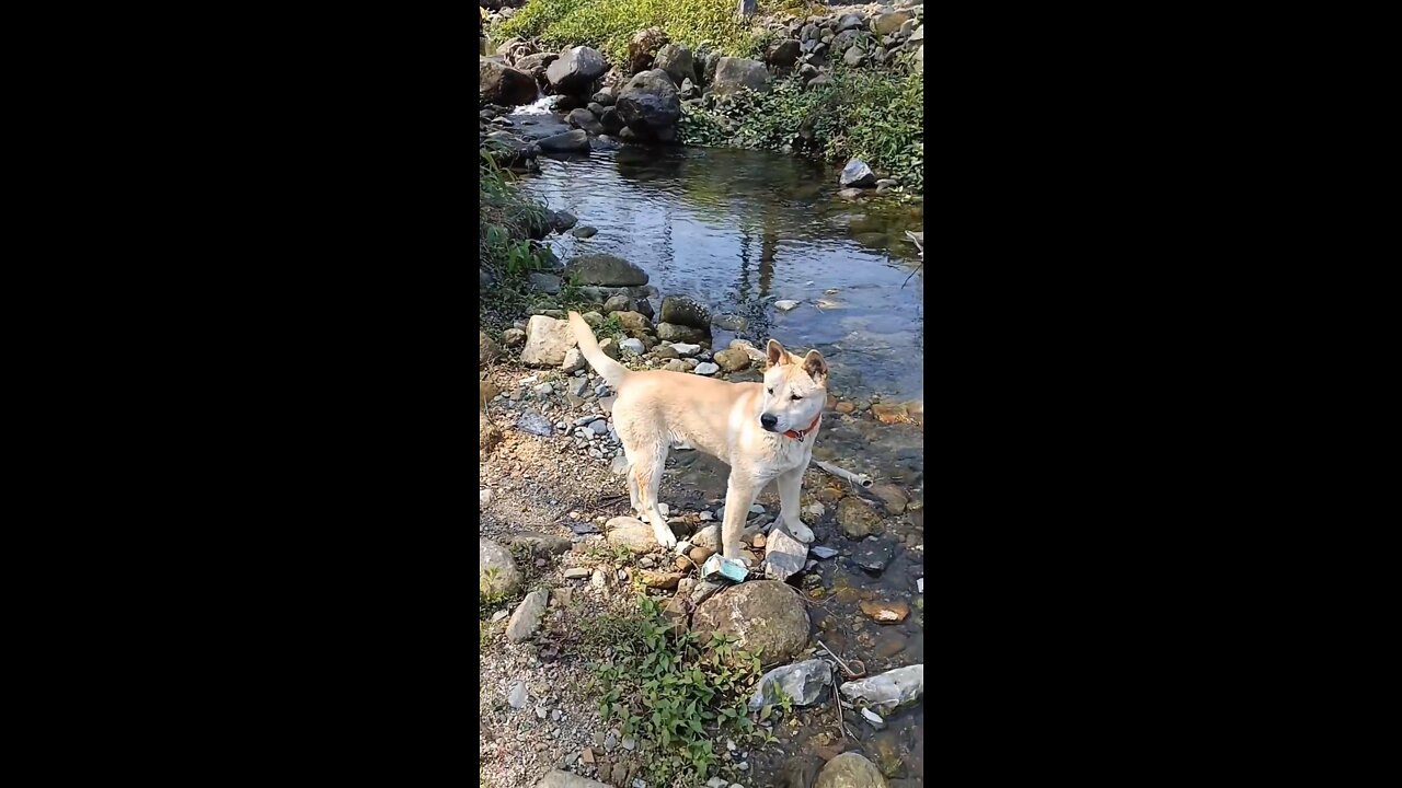 Dogs are playing in beautiful waters