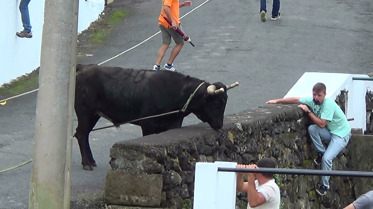 Tourada ER - Touros (290,294,276,302) - Rua Dos Boiões 26Set2015 - Ilha Terceira - Açores