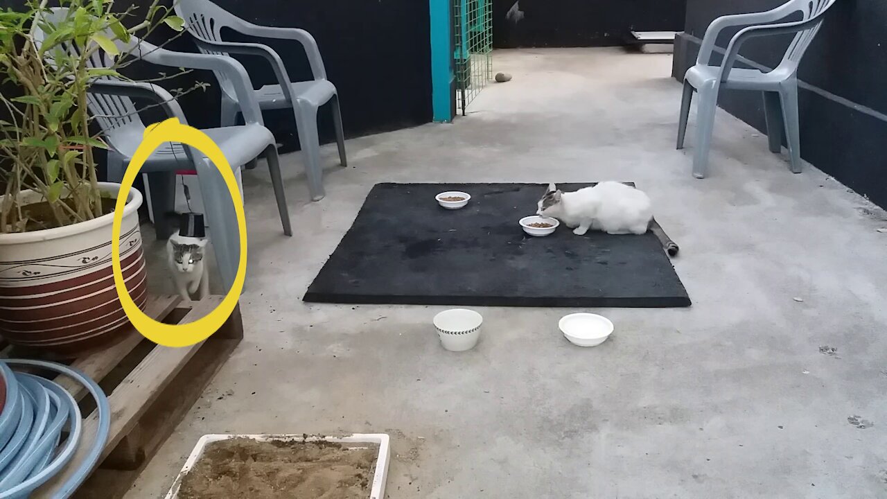 The counterattack of a long-tailed big cat. The kitten's escape.(57day old cat - part2)