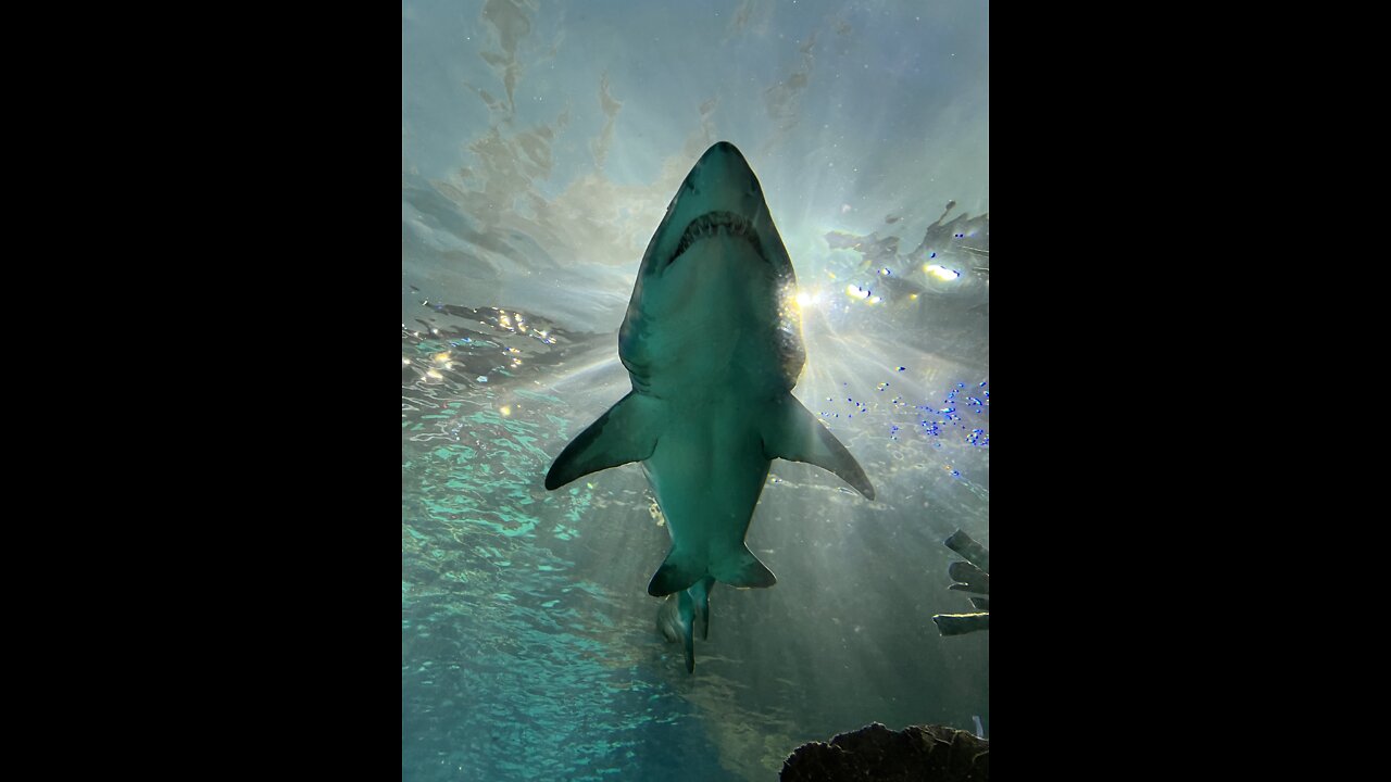 Ripley's Aquariums - Toronto, Ontario, Canada