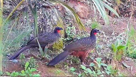 Jacu na terra em busca de alimentos Jacuaçu jacuguaçu, guans