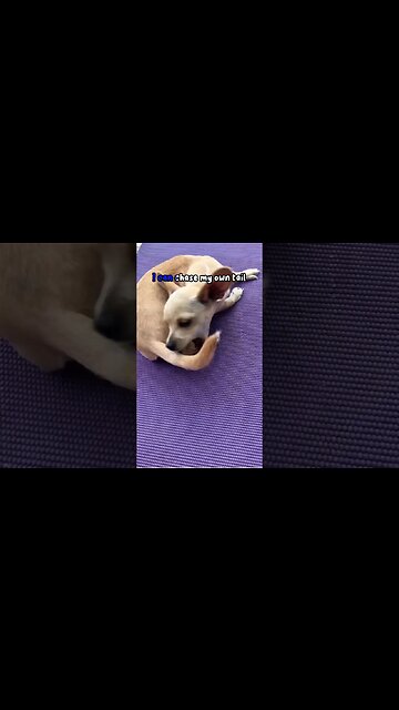 Flowers 🌸 chihuahua version #cutechihuahuashortvideos #cutechihuahua #chihuahuababy #chihuahuadog
