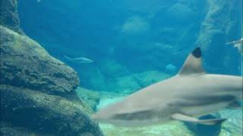 Sharks swimming happily in the fascinating sea