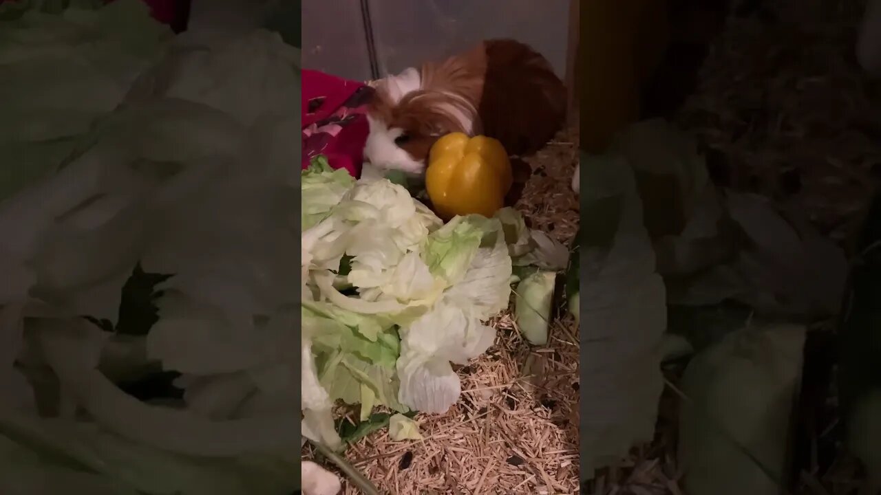 Guinea pigs midnight snack before bed