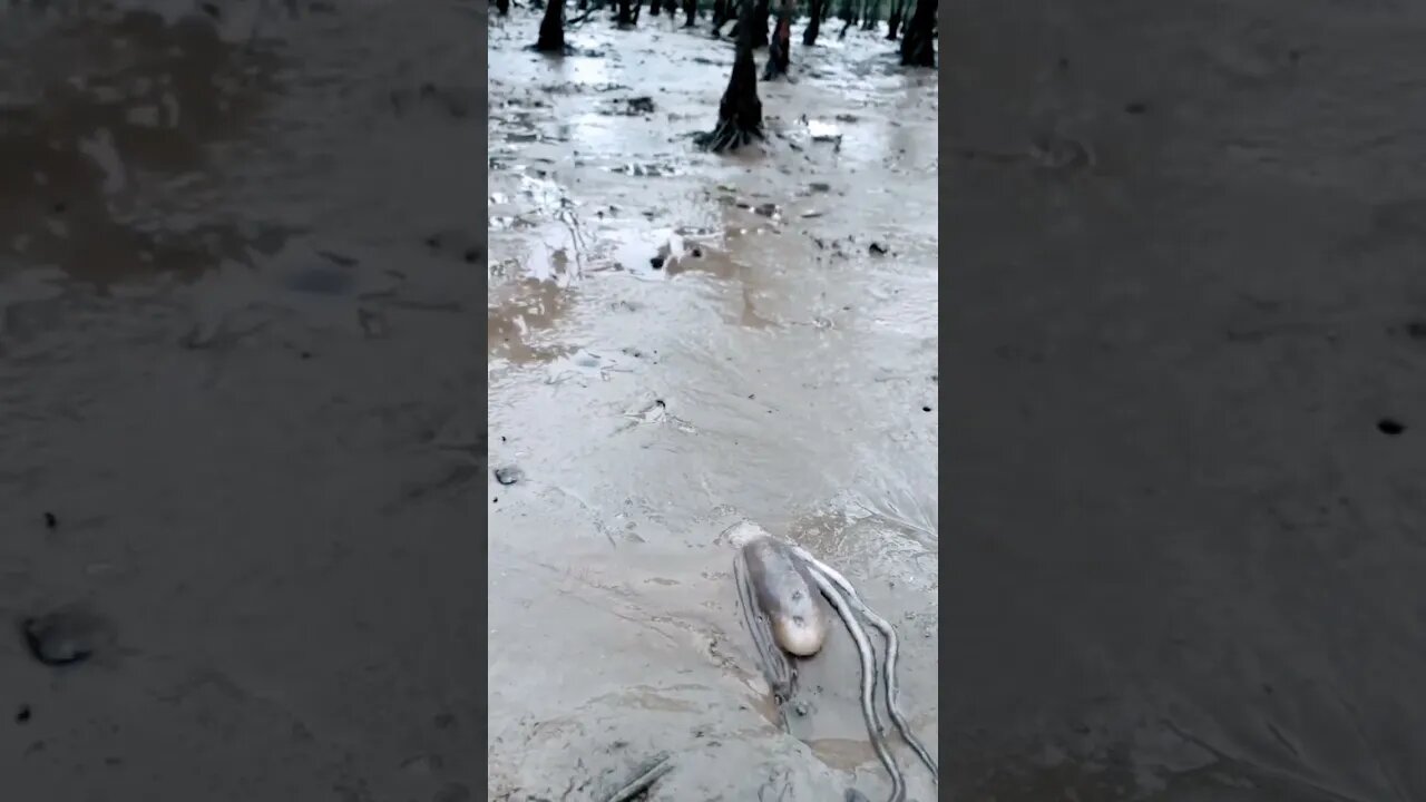World Cup Octopus 🐙 getting ready for action #shorts #viral #video #octopus