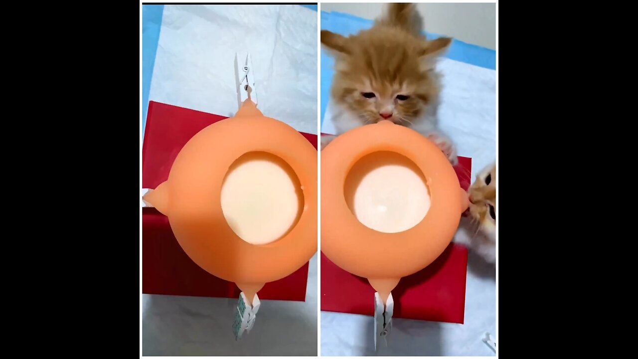 Feed you babies in the right way! 🥰Kitten Milk Feeder