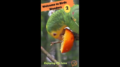 Welcome to Birds Wonders ≠ 2