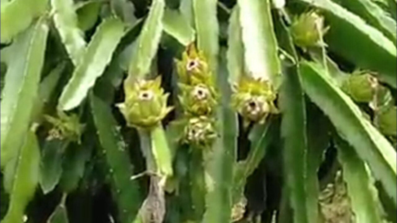 young dragon fruit