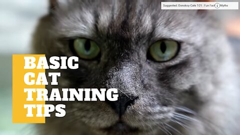 Basic and best Cat Training Tips