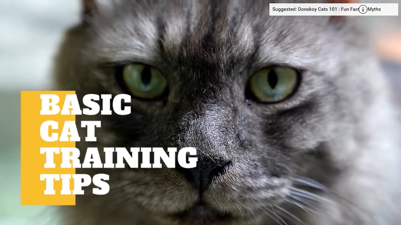 Basic and best Cat Training Tips
