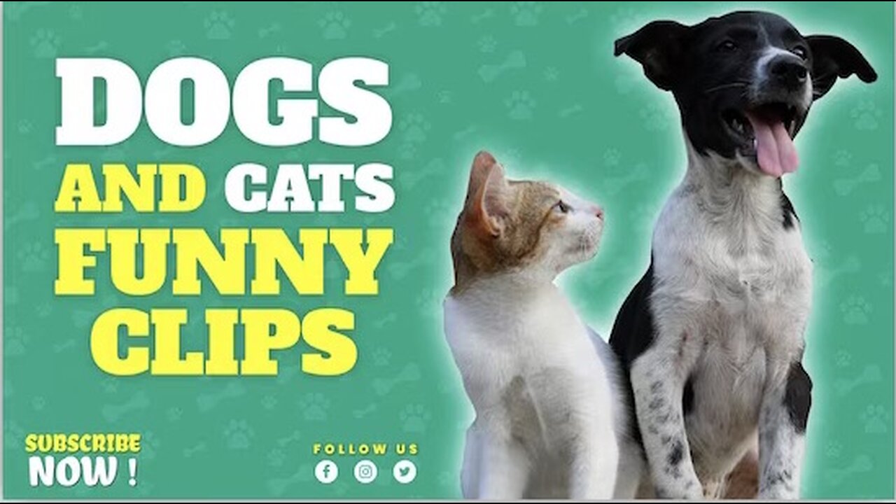 Funny Pets and Animals video