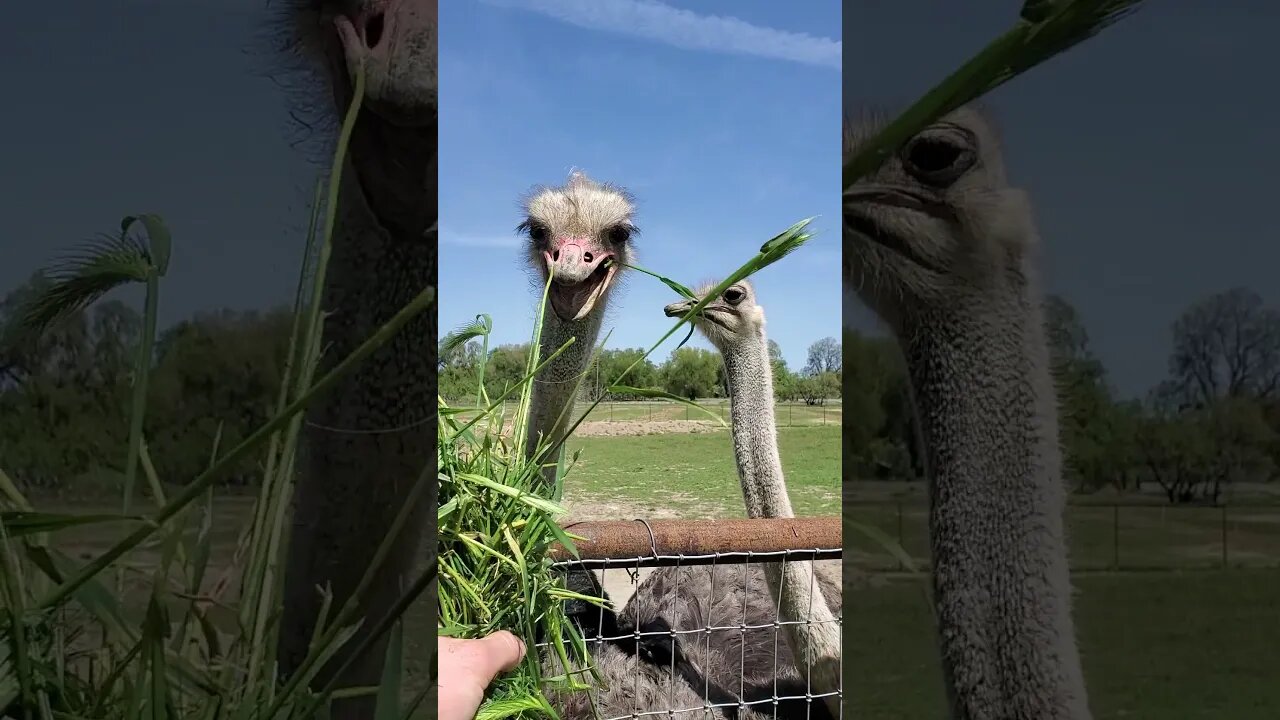 Ostriches enjoying some grass #shorts